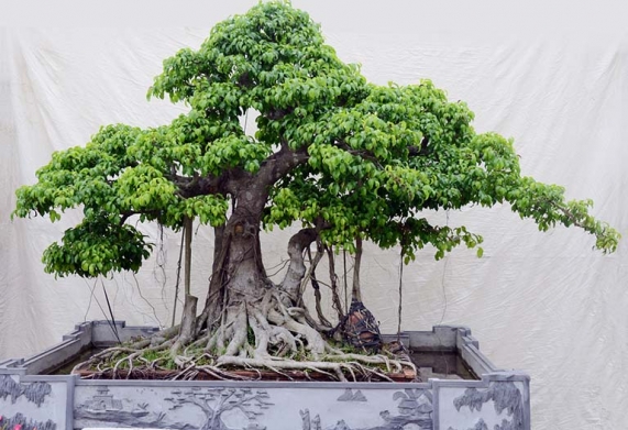 Nhu cầu dinh dưỡng của cây si, cách bón phân cho cây hợp lý