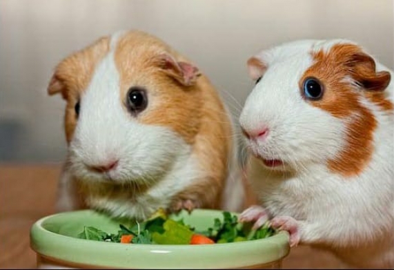 Dinh dưỡng cho chuột hamster khi mang thai