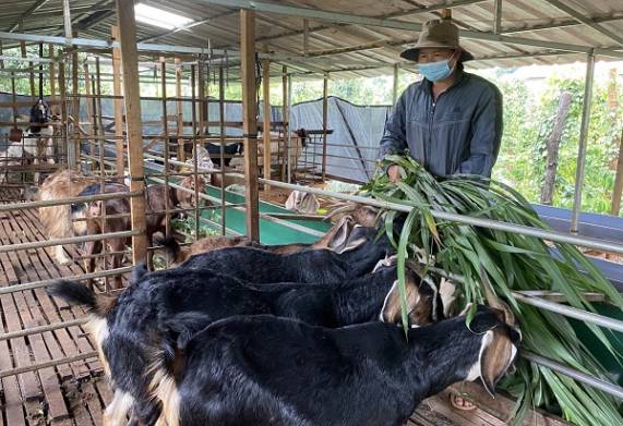 Nhu cầu dinh dưỡng của dê và cách xây dựng khẩu phần ăn phù hợp 