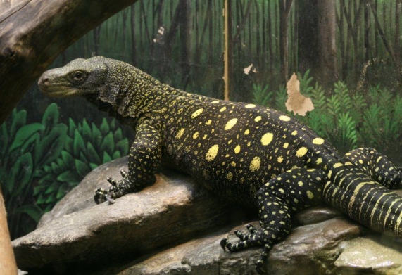 Nhu cầu dinh dưỡng kỳ đà Crocodile Monitor