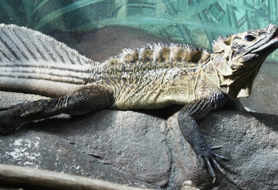 Nhu cầu dinh dưỡng thằn lằn Chaien Sailfin Dragon