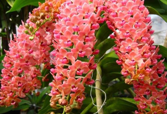 Những loài hoa phong lan nở vào dịp tết mang nhiều ý nghĩa tốt lành