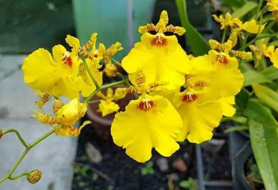 Gợi ý những loài hoa phong lan nở vào dịp tết bạn nên trồng ngay 