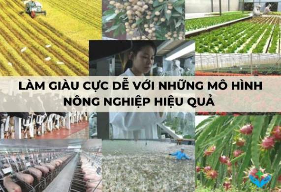 Làm giàu cực dễ với những mô hình nông nghiệp hiệu quả 