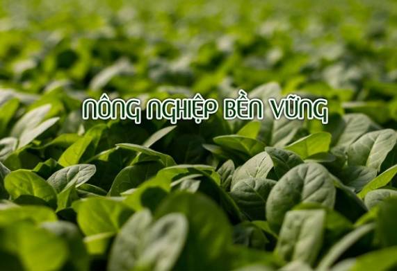 Mục tiêu và vai trò của nông nghiệp bền vững là gì?