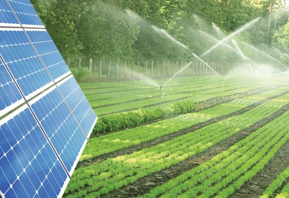 Nông nghiệp bền vững là gì? Vai trò và phương pháp phát triển