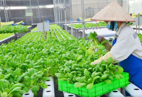 Công nghiệp hóa, hiện đại hóa nông nghiệp, nông thôn còn gặp nhiều khó khăn