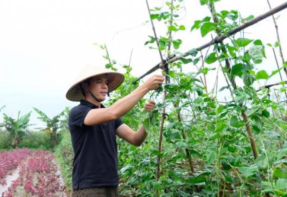 Vợ chồng tiến sĩ bỏ phố về quê làm nông nghiệp hữu cơ 