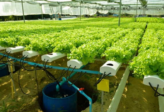 Điều kỳ diệu ở Israel: Biến 'sa mạc' thành nơi cung cấp cho 95% nhu cầu thực phẩm của đất nước