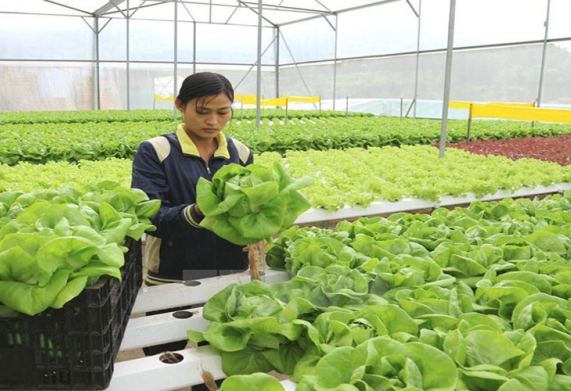 Phương hướng xây dựng mô hình nông nghiệp sạch
