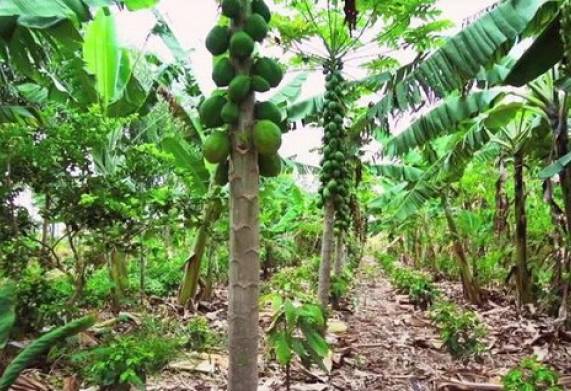 Nông nghiệp sinh thái là gì? Sự lựa chọn cho nông nghiệp Việt