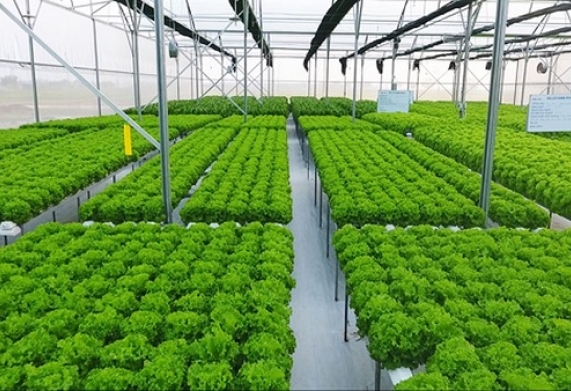 Nông nghiệp xanh là gì? Một số mô hình nông nghiệp xanh tiêu biểu 