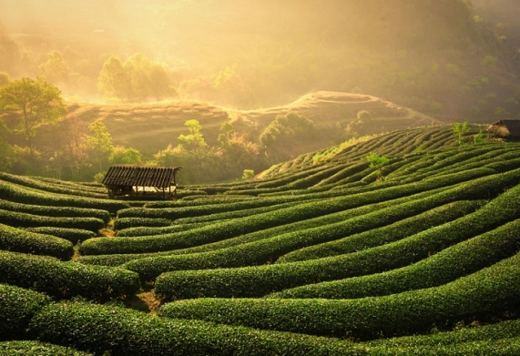 Trên 14 nghìn doanh nghiệp đầu tư vào lĩnh vực nông nghiệp trong cả nước