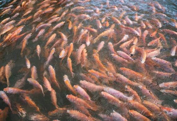 Kỹ thuật nuôi cá diêu hồng trong ao đất mang lại hiệu quả kinh tế cao