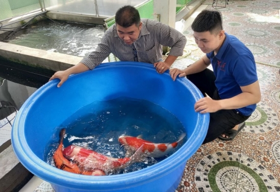 Câu chuyện nuôi cá Koi hốt bạc tỷ mỗi năm của chàng trai Đà Nẵng