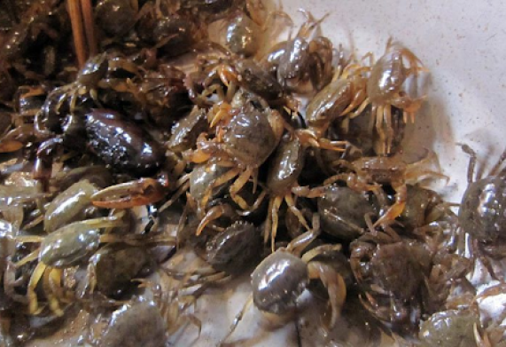 Nuôi cua đồng hiệu quả cao - Thức ăn nuôi cua đồng như thế nào?