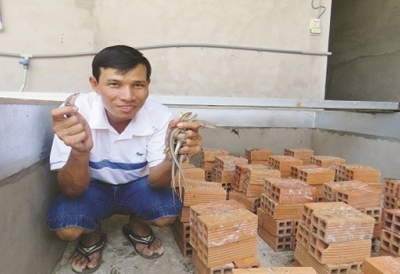 Mô hình nuôi rắn mối kiếm kiếm từ triệu của thầy giáo thể dục miền Tây