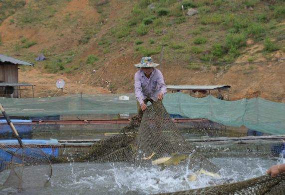 Nông dân huyện Quỳnh Nhai làm giàu nhờ chăn nuôi cá đặc sản trong lòng hồ thủy điện Sơn La