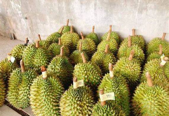 Cơ hội hợp tác đến từ vị khách hàng người Ai Cập cho đơn hàng xuất khẩu sầu riêng