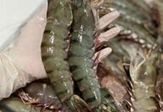 Cơ hội hợp tác với một doanh nghiệp tại Ba Lan cho đơn hàng xuất khẩu tôm