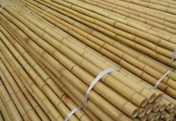 Vị khách hàng người Ấn Độ cần nhập khẩu sản phẩm gậy tre