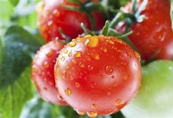 Cơ hội giao thương - Đơn Hàng Hàng Tháng - Cơ hội xuất khẩu Cà Chua sang thị trường Pakistan