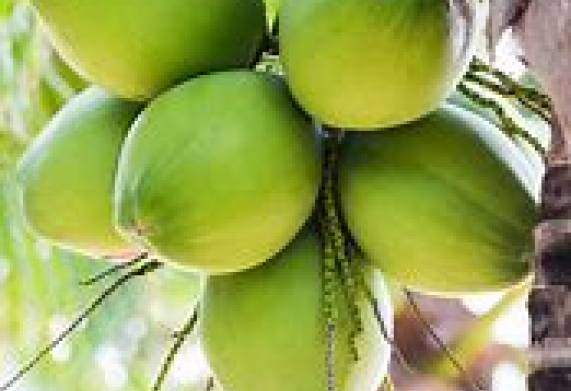 Cơ hội trở thành nhà cung cấp cho đơn hàng xuất khẩu dừa sang thị trường Ai Cập