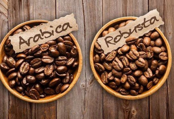 5 đặc điểm khác biệt giữa cà phê Arabica và Robusta