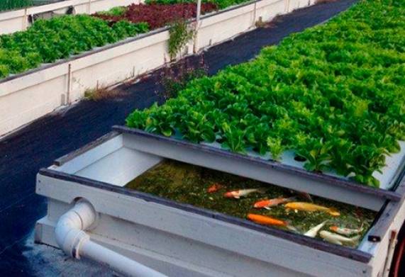 Tìm hiểu một số mô hình phát triển nông nghiệp xanh tiêu biểu 