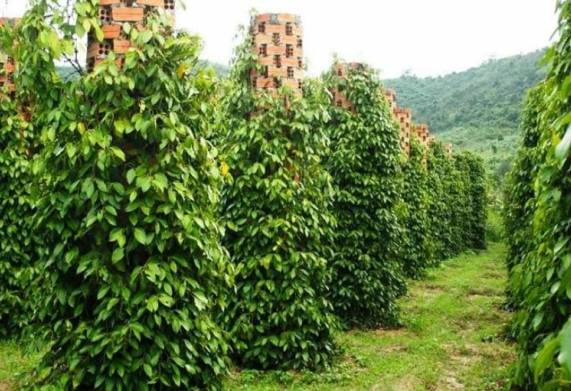 Biện pháp phòng bệnh chết nhanh trên cây hồ tiêu hiệu quả 