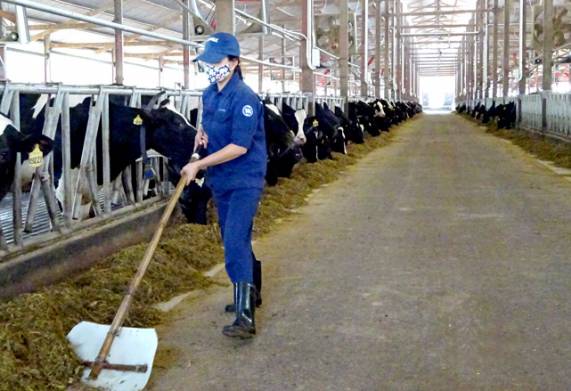 Hướng dẫn các biện pháp phòng bệnh cho bò khi thời tiết giao mùa 