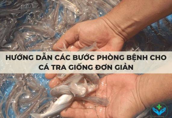 Hướng dẫn các bước phòng bệnh cho cá tra giống đơn giản