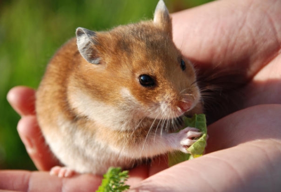 Phòng bệnh đau mắt cho chuột hamster