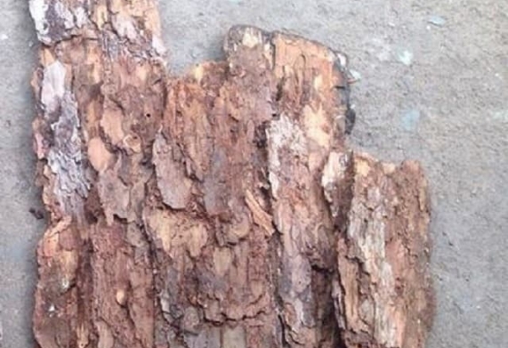 Phòng bệnh nấm mốc trắng ở vỏ thông trồng lan