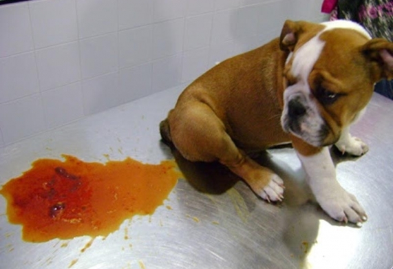 Phòng bệnh Parvo ở chó: Cách phòng bệnh hiệu quả bạn nên biết