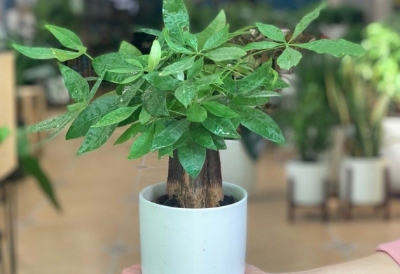 Phòng bệnh rụng lá ở cây kim ngân: Nguyên nhân khiến cây rụng lá và cách phòng ngừa