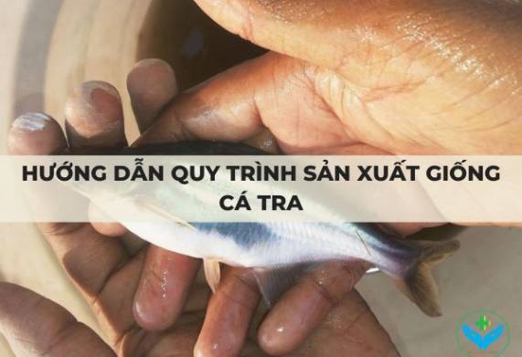Hướng dẫn quy trình sản xuất giống cá tra