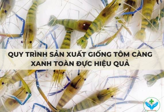 Quy trình sản xuất giống tôm càng xanh toàn đực hiệu quả