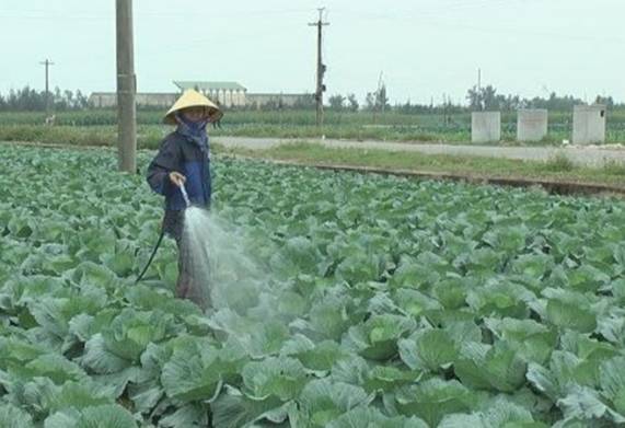 Xây dựng quy trình trồng rau sạch theo tiêu chuẩn VietGAP
