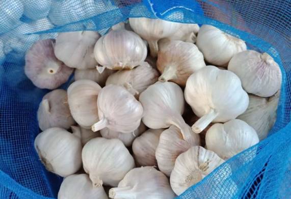 Cơ hội xuất khẩu sản phẩm tỏi trắng đến thị trường Bangladesh