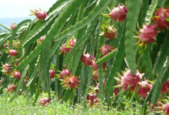 Thương vụ xuất khẩu thanh long ruột đỏ sang Vương quốc Anh