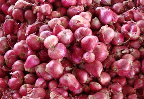 Thương vụ xuất khẩu hành tím hàng tháng sang thị trường Malaysia