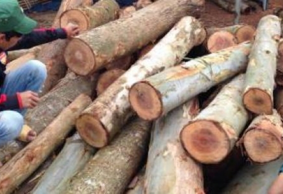 Thương vụ xuất khẩu gỗ bạch đàn tròn sang thị trường Thái Lan