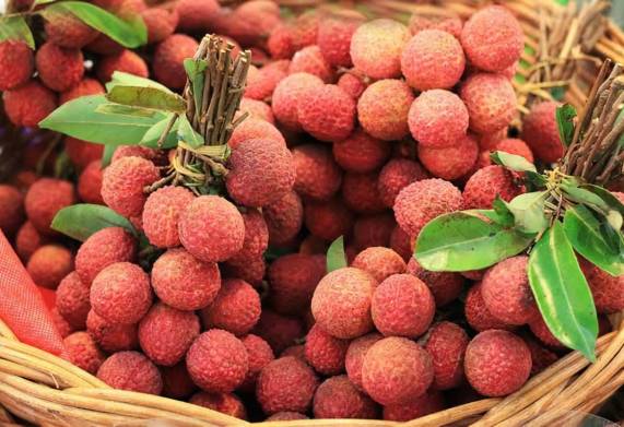 Cơ hội trở thành nhà cung cấp cho đơn hàng xuất khẩu quả vải sang thị trường Mỹ