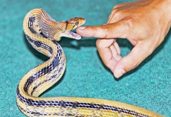 Rắn sọc dưa: Nguồn gốc, đặc điểm hình dáng và tập tính 