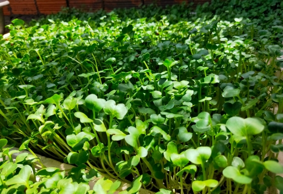 Giá trị dinh dưỡng của rau mầm
