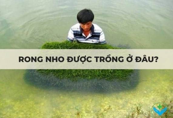 Rong nho được trồng ở đâu?