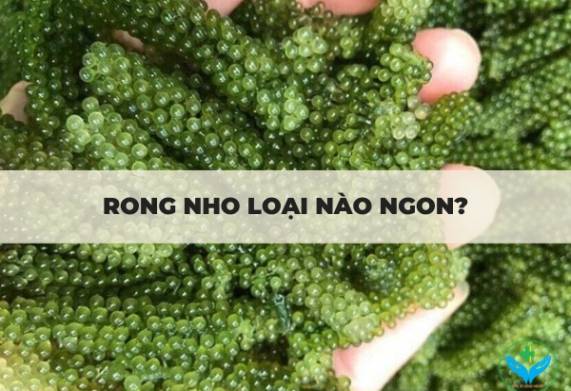 Rong nho loại nào ngon và các thông tin cần biết