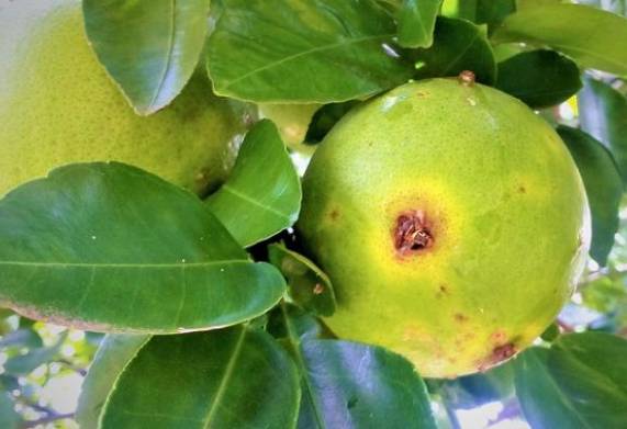 Các biện pháp phòng sâu bệnh hại cây ăn quả hiệu quả 