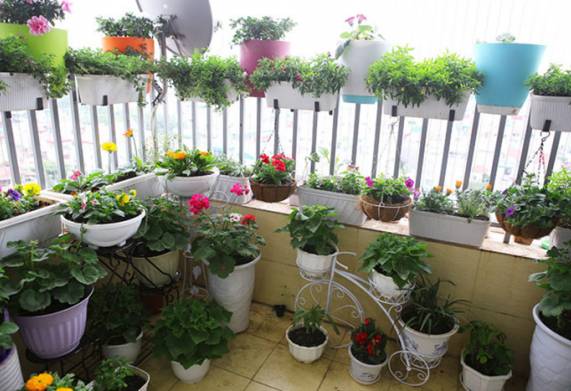 Biện pháp phòng ngừa sâu bệnh hại cây cảnh hiệu quả 